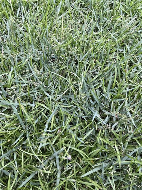 Grass Identification Rlawncare