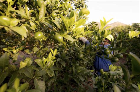 SERVICIOS Y PODAS PODA DE CÍTRICOS Y FRUTALES