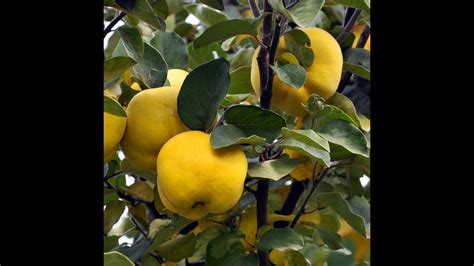 Желе и варенье из айвы. Маринкины творинки. Всем МИРА и Добра! - YouTube