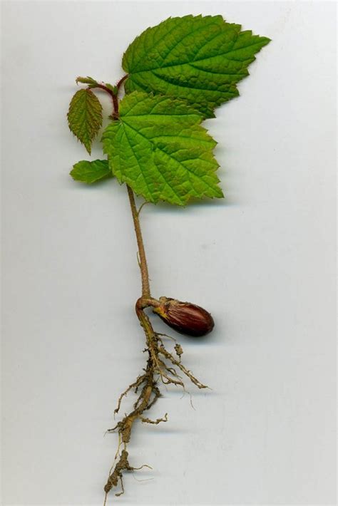 How To Grow Hazelnut Trees Gardeners Path