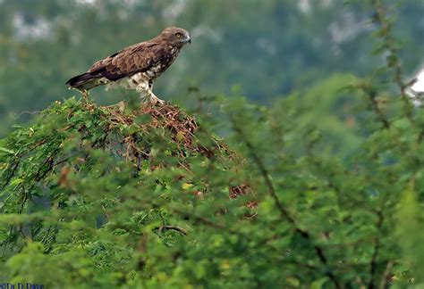 Short Toed Snake Eagle Birdforum