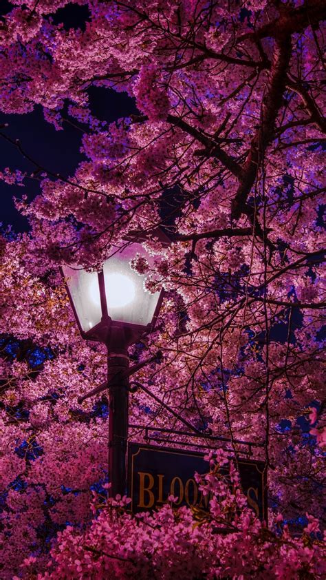 Purple cherry blossom wallpaper - dearmyte