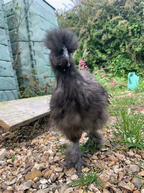 Black Silkie Chicken In Weymouth Dorset Gumtree