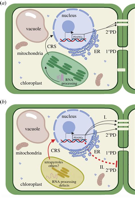 Chloroplast To Nucleus Retrograde Signalling Controls Intercellular