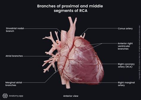 Heart | Encyclopedia | Anatomy.app | Learn anatomy | 3D models ...