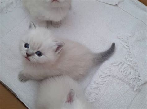 Yavru Scottish Straight Shorthair Mavi Gözlü