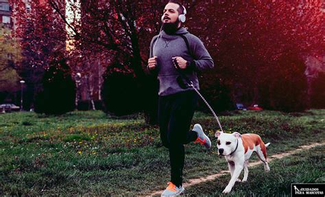 salir  correr  tu perro cinco consejos imprescindibles cuidados  mascotas