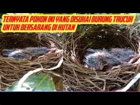 Ternyata Pohon Ini Yang Disukai Burung Trucuk Untuk Bersarangdihutan