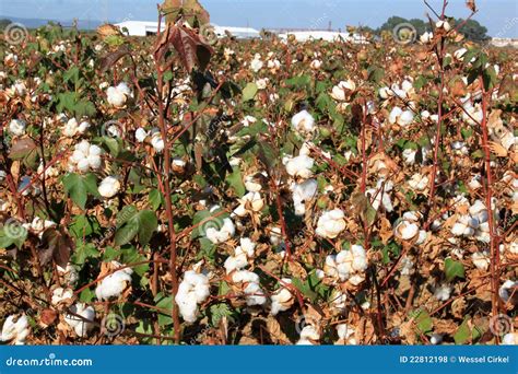 Piantagione Di Cotone Vicino A Siviglia In Andalusia Spagna Fotografia