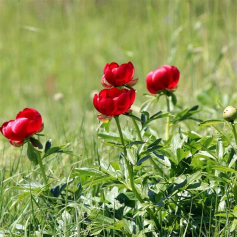 Byzantinische Pfingstrose Paeonia Peregrina