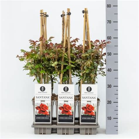 Rosa SANTANA — Groothandel in planten FlorAccess