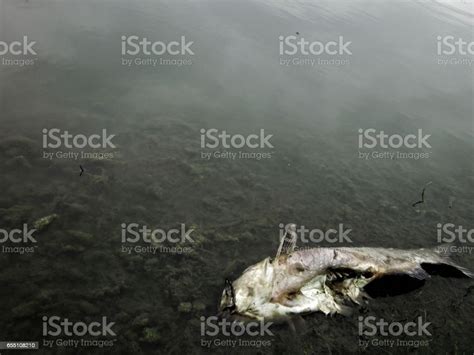 死んだ魚 ひれのストックフォトや画像を多数ご用意 ひれ アメリカ合衆国 ブツ撮り Istock