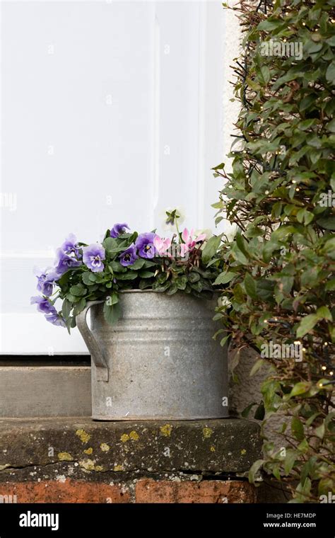 Pansies In Containers Hi Res Stock Photography And Images Alamy