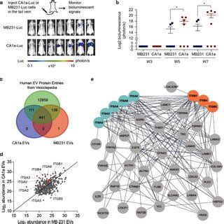 Proteomic Profiling Of Human Breast Cancer Cellderived Evs A