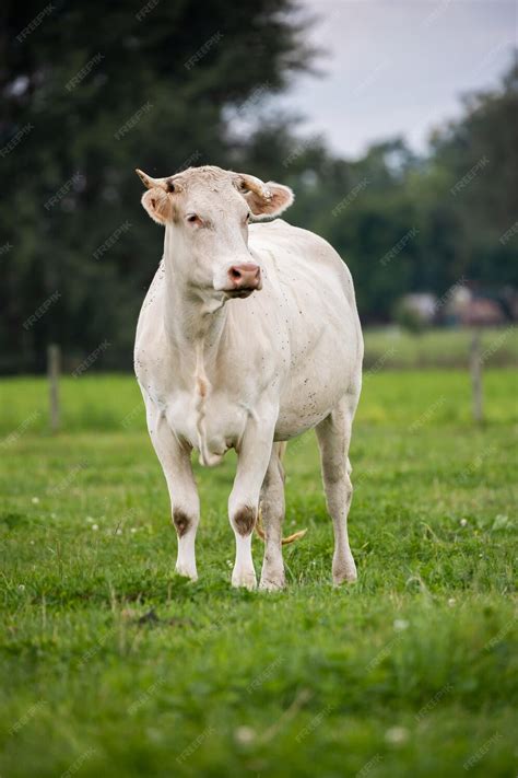 Premium Photo | White cow stands confidently in a grassy field ...