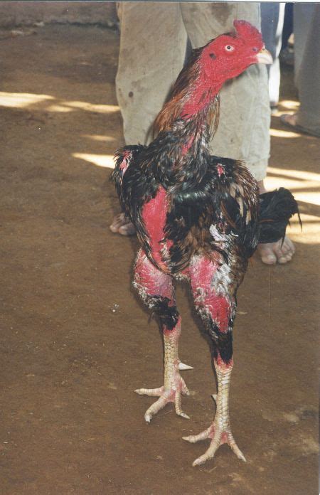 Fighting Rooster Asil Breed