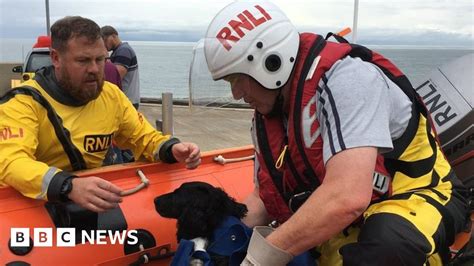 Llandudno Dog Rescued After Falling From Cliff Bbc News