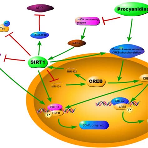 The possible mechanism of procyanidins improving cognition by ...