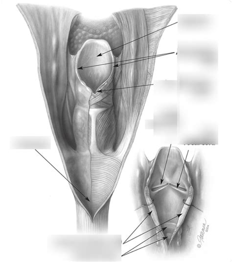 Laryngeal Anatomy Diagram | Quizlet