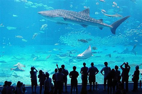 aquarium  genoa  mediterraneans largest maritime museum
