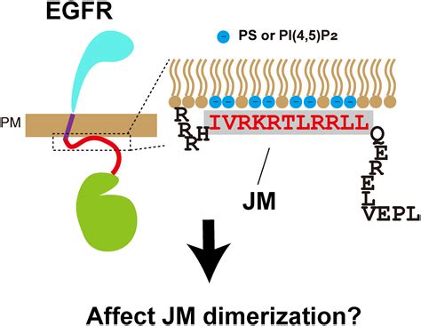 Structural determinants for membrane binding of the EGFR juxtamembrane