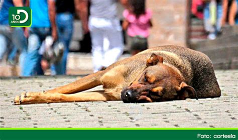 Incrementa El Abandono De Mascotas En El Municipio De Rionegro Diarioriente Oriente Antioqueño