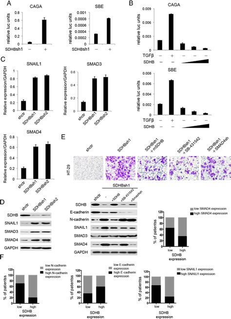 Sdhb Knockdown Promoted Tgf Signal Pathway In Crc Cells Which Download Scientific Diagram