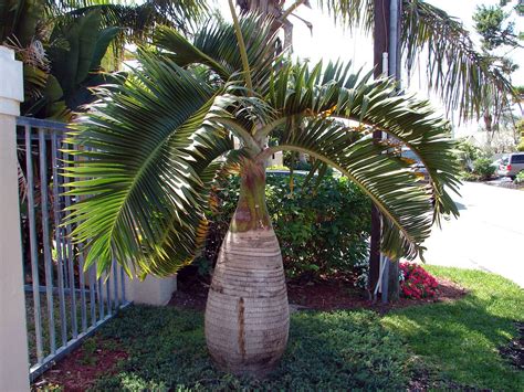 Bottle Palm Hyophorbe Lagenicaulis