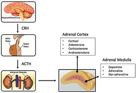 Frontiers Adrenal Aging And Its Implications On Stress Responsiveness