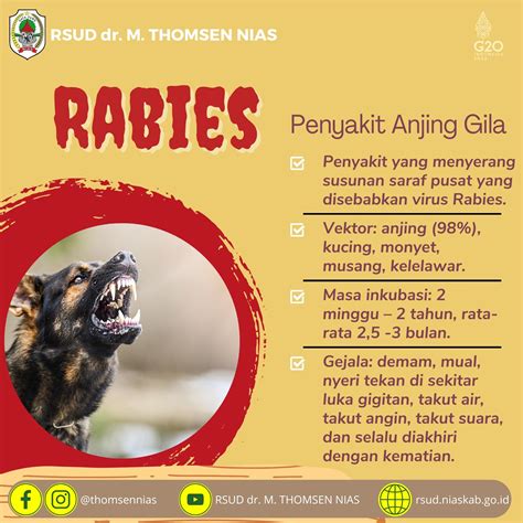 Penyakit Rabies Dan Cara Pencegahannya Rsud Dr M Thomsen Nias