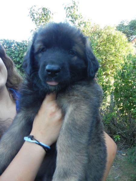 Chien Leonberger Idys De La Terre Des Lions Du Berry