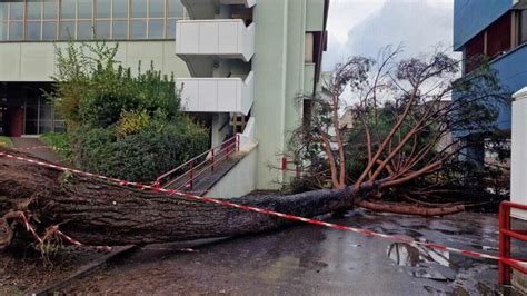 Albero Caduto Al Campus Di Fisciano Villani M5S Un Incidente Che