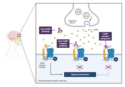 Calcitonin Gene Related Peptide Targeting Drugs For Migraine