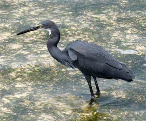 Black Heron Wander Lord