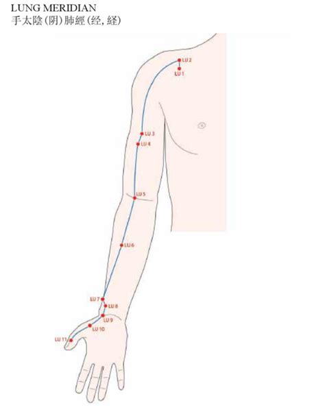 Acupuncture Lung Meridian Good Shepherd