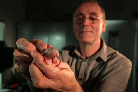 Study Oxygen Deprived Naked Mole Rats Turn Into Plants Sci News