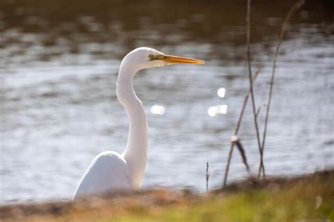 Gran garceta o ardea alba blanco delicado pájaro garza familia retrato