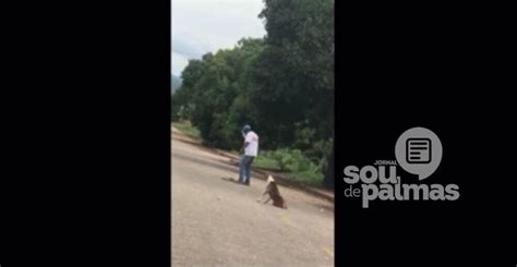 CRUELDADE Vídeo flagra homem matando filhote de cachorro a pauladas no