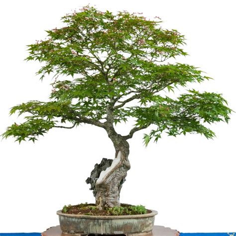 Klon Palmowy Idealny Do Bonsai I Ogrodu Sadzonka