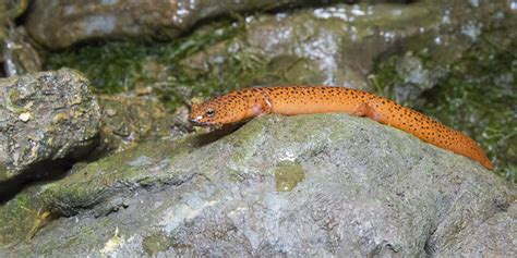 Northern red salamander | Smithsonian's National Zoo and Conservation ...