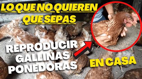 Descubre Cómo Se Reproducen Las Gallinas Ponedoras Pregúntale A Mari