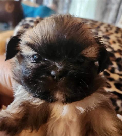 Shih Tzu Breeders Puppies For Sale By Barb S Precious Pups