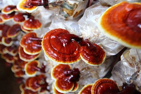 Mejores Empresas De Ganoderma