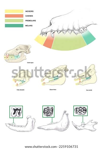 Zoology Mammals Teeth Types Teeth That Stock Illustration 2259106731 ...