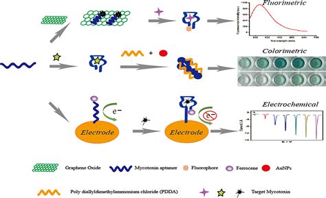 Frontiers Aptamer Based Biosensor For Detection Of Mycotoxins