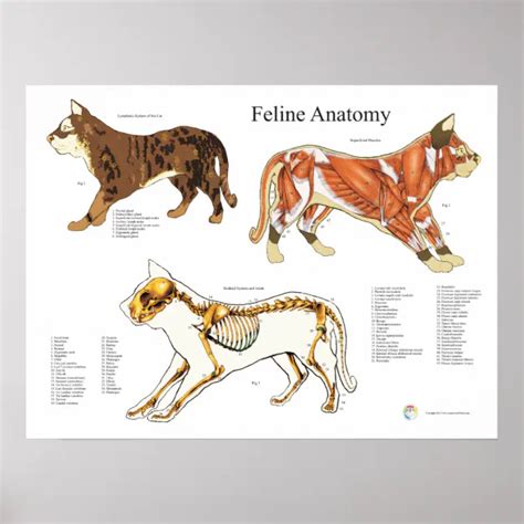 Poster Cat Skeletal Muscle Vétérinaire Anatomie Graphique Zazzleca