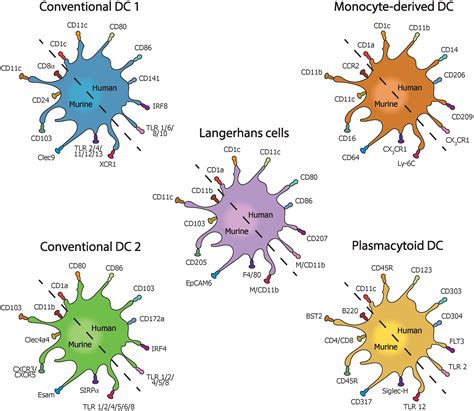 Frontiers Dendritic Cells The Yin And Yang In Disease Progression