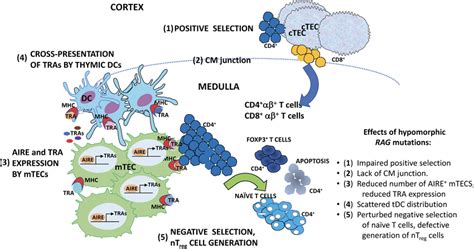 Schematic Representation Of Positive And Negative Selection In The