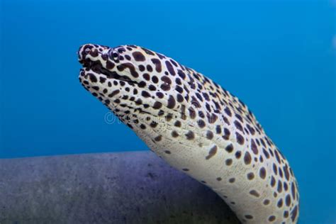 The Moray eel fish stock image. Image of aquatic, white - 200539361