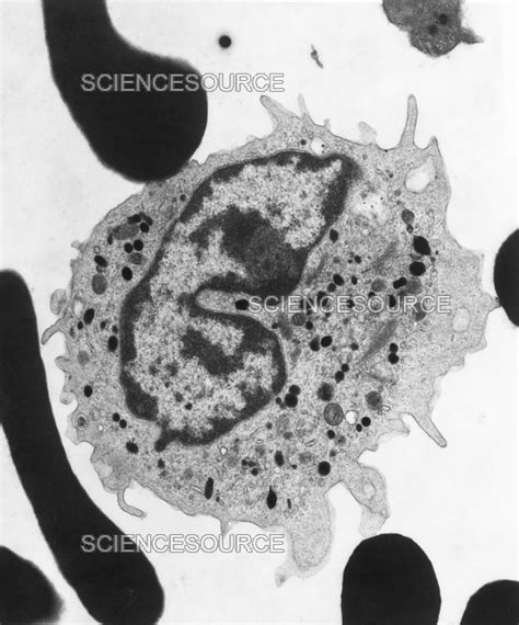 Photograph | Monocyte, TEM | Science Source Images